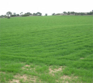 UCCL exige acceso completo a los datos de revisión del seguro de herbáceos