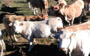 Navarra expone los pasos a seguir para ser declarada oficialmente libre de tuberculosis bovina