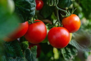 Piden autorización excepcional de Metribucina y Spirotetramat para tomate en Andalucía