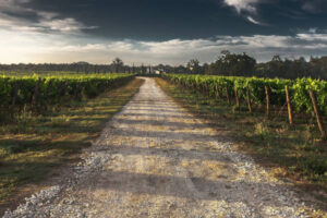 Se inicia la vendimia en Montilla-Moriles con un posible desplome de un 50 % por el mildiu