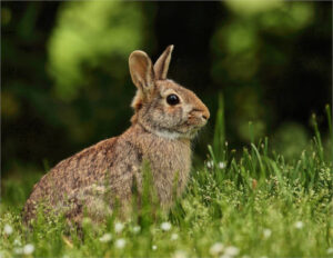 Unió de Pagesos denuncia el retraso de más de un año en los planes de control de fauna en Cataluña
