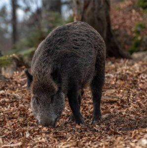 En Alemania se apoya económicamente la caza de jabalís