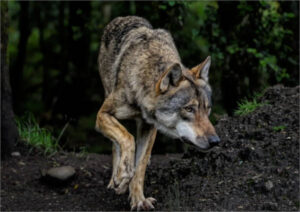 Cantabria autoriza abatir 30 lobos hasta final de año tras registrar casi 3.500 cabezas de ganado atacadas en 2025