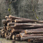 troncos de madera recién cortados apilados en el bosque