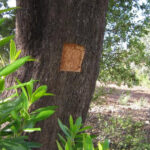 muestra de madera extraida del alcornoque para la valoración del corcho