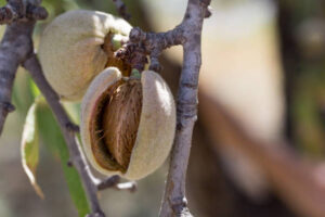 Murcia habilita ayudas de hasta 24.000 € para el arranque y replantación de almendros de secano afectados por la sequía