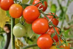 Desaparecen los datos oficiales sobre el tomate marroquí