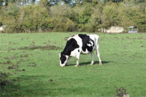 Las granjas gallegas afrontan rebajas de hasta 9 cts/l en los nuevos contratos de leche