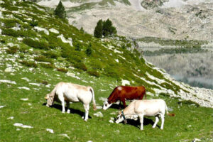 Navarra solicita la vacunación en todo su censo ante los nuevos casos de DNC en Francia