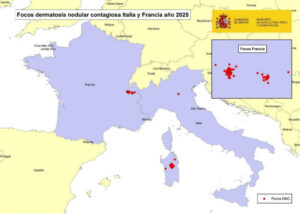 Francia e Italia suman más de 130 focos de dermatosis nodular contagiosa