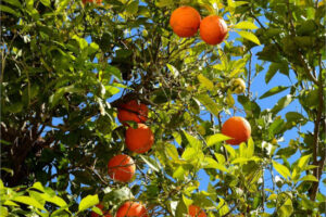 Italia detecta naranjas de Egipto con residuos de chlorpropham