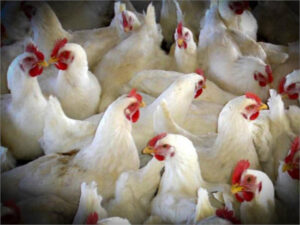 Aragón prohíbe la cría de aves al aire libre junto a otras medidas por la influenza aviar