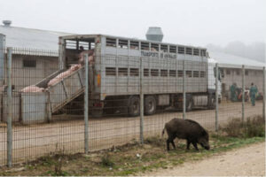 ¿Qué hay que hacer para evitar la difusión de la PPA durante el transporte de los animales?