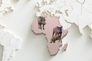 Por qué se llama peste porcina africana si el problema lo tenemos en Europa