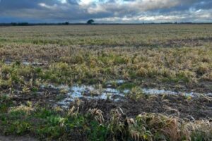 Los primeros pagos de Agroseguro llegan tras las borrascas en Andalucía