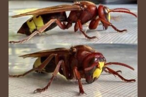 El avispón oriental reaparece en Córdoba con la detección de las primeras reinas tras el invierno