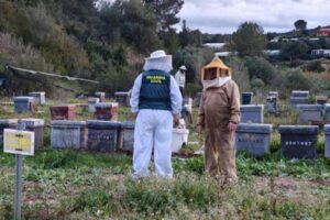 Detenido en Valencia por el robo de 112 colmenas en La Canal de Navarrés