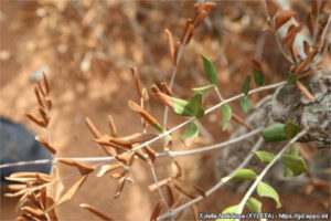 Opciones para combatir la Xylella: La EFSA quiere que des tu opinión