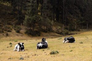 Nueva ayuda de Castilla y León para compensar costes de recogida de leche en montaña