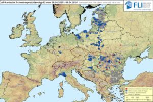 El contacto entre granjas, la principal causa de la propagación  de la PPA en Rumania