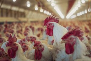 La granja de gallinas más grande de España desata el rechazo ecologista