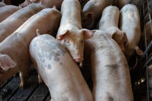 Los mercados mundiales de carne de cerdo se reconfiguran: costes al alza, China reduce rebaños y la PPA perturba Europa