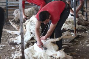El esquileo ovino en Castilla y León: un coste anual de 3,1 millones que apenas genera ingresos