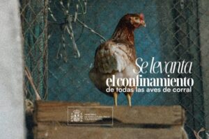 Las aves de corral recuperan el aire libre tras meses de confinamiento por gripe aviar