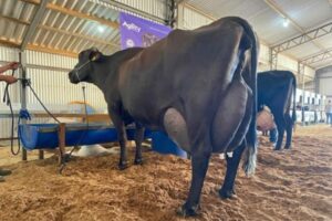 343 litros de leche en 72 horas