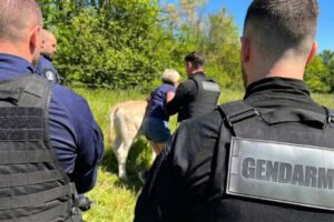 Francia interviene con gendarmes y dardos para vacunar a la fuerza el rebaño de una ganadera de Ariège