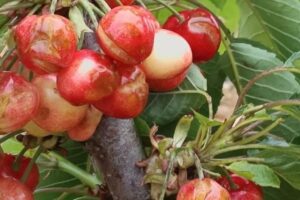 La peor racha de pedriscos en años amenaza con 50 millones en pérdidas para el campo español