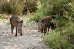 Cataluña amplía la temporada de caza del jabalí para reducir sus poblaciones a niveles de 2010