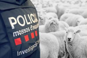 Una explotación de Girona pierde su rebaño entero en una noche en plena ola de robos de ganado