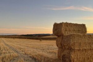 La cosecha de cereal en Andalucía se desploma un 35 % en una campaña lastrada por la baja calidad del trigo duro