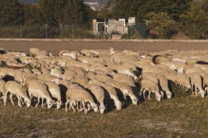 Filipinas abre sus fronteras a las exportaciones de ovino y caprino de España