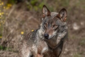 Más de dos animales mueren al día en Segovia por ataques del lobo
