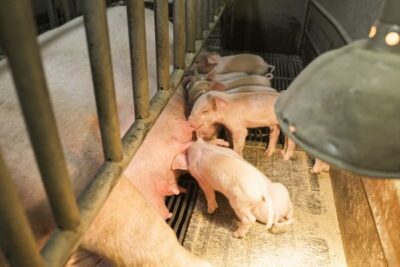 Bruselas prorpondrá eliminar las jaulas en aves y cerdos en los próximos meses pero… ¿con que dinero?