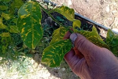 El limón de Murcia, ante el dilema del arranque por la clorosis nervial amarilla