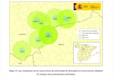 Once focos de Newcastle en Valladolid tras dos nuevas notificaciones en Íscar y Cogeces del Monte