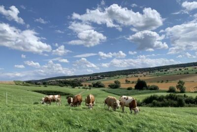 Cercas virtuales: tan efectivas como las eléctricas y sin comprometer bienestar animal