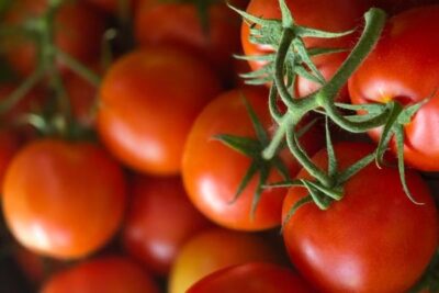 El calor adelanta la campaña del tomate en Extremadura y dispara las pérdidas