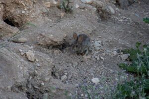 Hasta el 80 % de la cosecha perdida por los conejos en Castilla-La Mancha