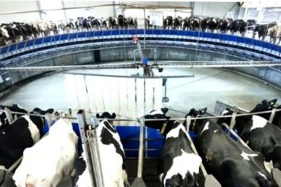 Una granja de leche cierra cada 16 horas en España