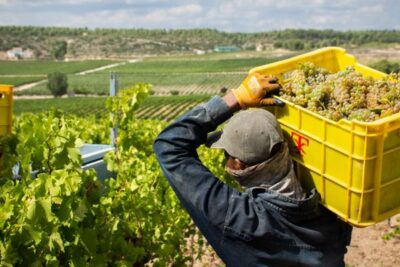La uva valenciana se queda sin comprador a las puertas de la vendimia