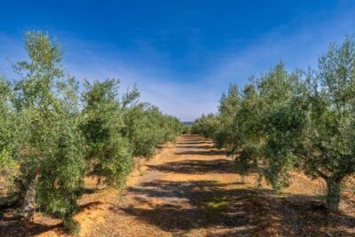 El olivar tradicional es el mejor cortafuegos natural frente a los incendios