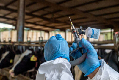 Una década de legislación UE sobre sanidad animal: aplicación más uniforme y vacunación, mejoras pendientes