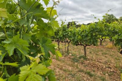 La DOCa Rioja suma tres nuevos viñedos singulares, dos de ellos en Álava