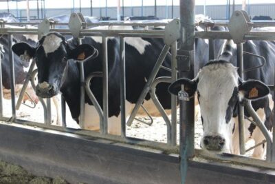 Investigan en Córdoba una posible enfermedad tras la caída de producción láctea