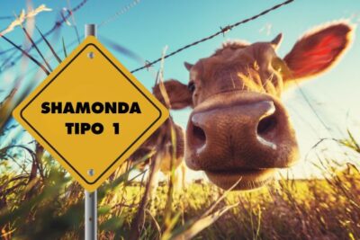 Shamonda tipo 1: el virus que nunca había pisado ganado europeo llega a España