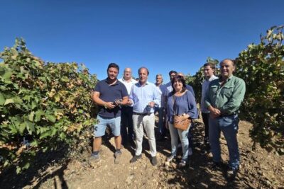 Producir uva en Ribera del Duero cuesta entre 0,79 y 1 euro por kilo, según la Junta